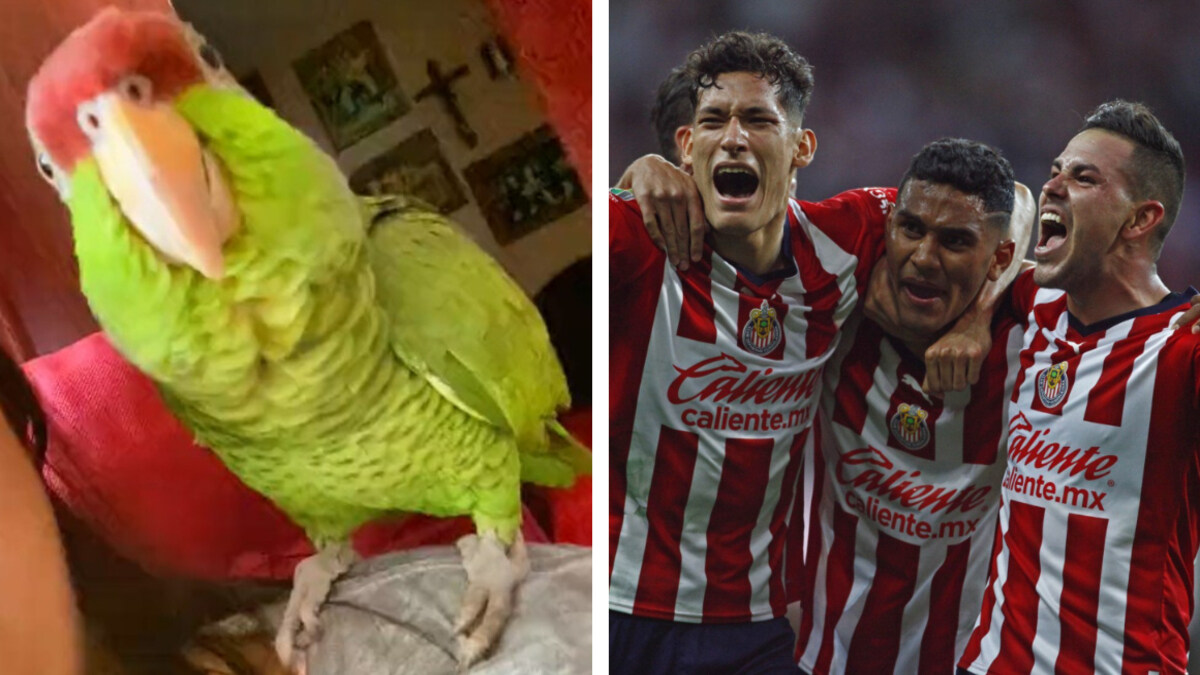 ¡El perico que le va a las Chivas!