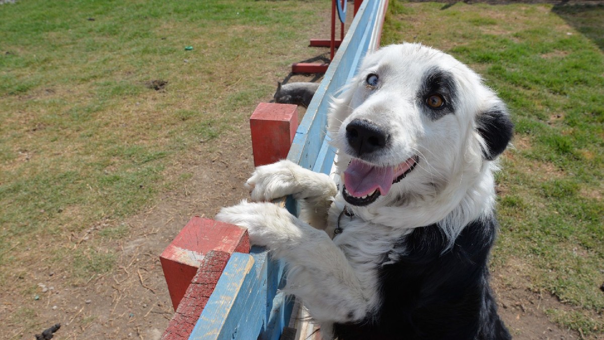 ¿Qué factores influyen en la personalidad de los perros?